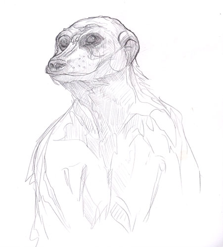 Meerkat Portraiture
