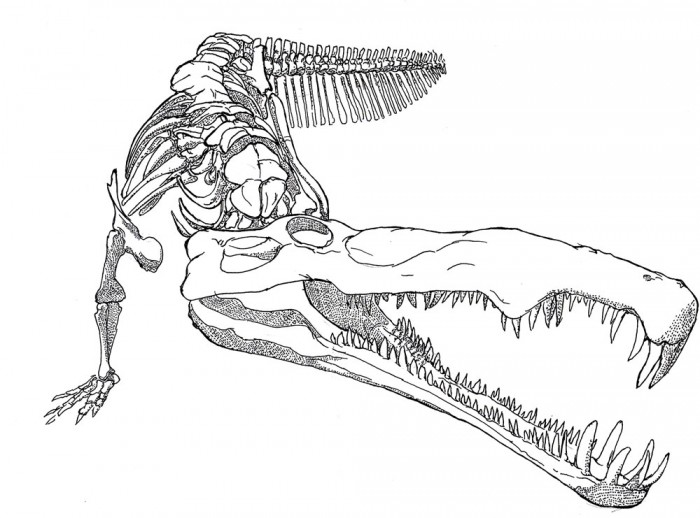 Phytosaurus are not really crocodiles