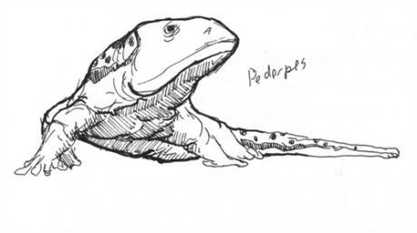 A Pederpes from the Carboniferous.