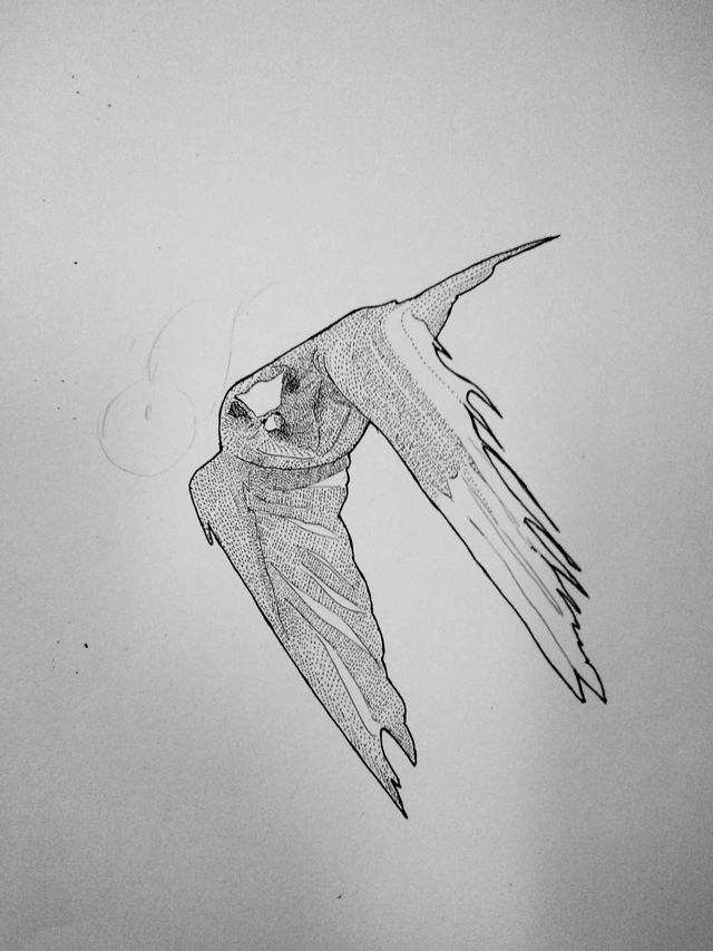 It is a swallow with more small dots