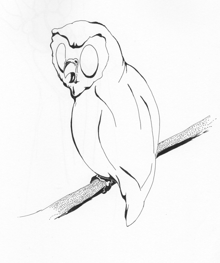 Look, An Owl