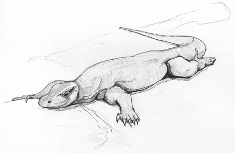 Pen and Pencil Monitor Lizard