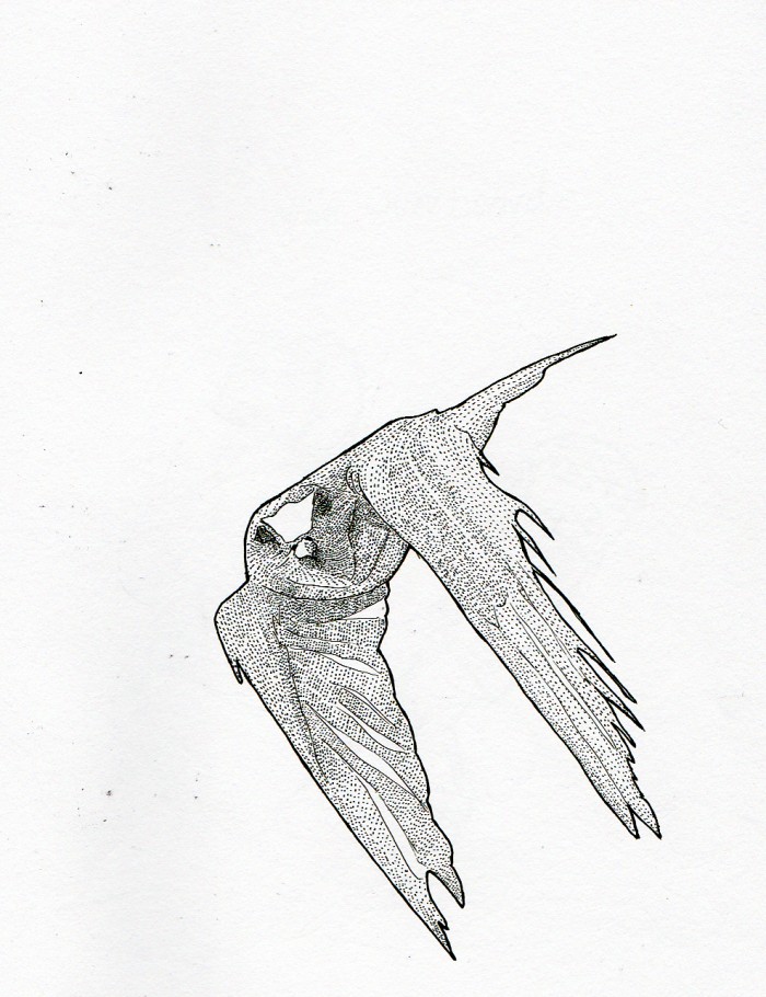 A swallow with dots