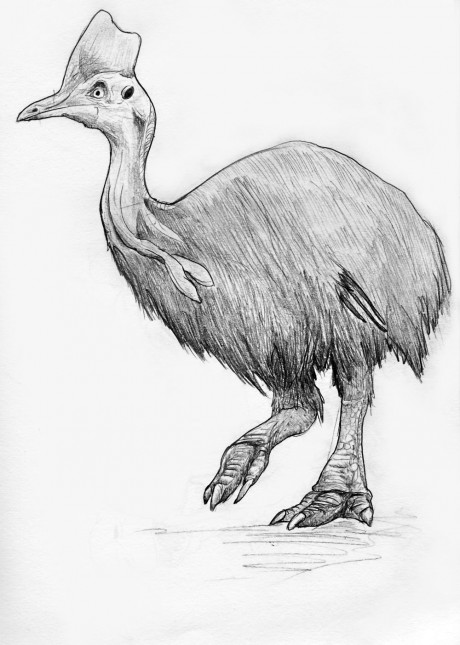 A completed Cassowary